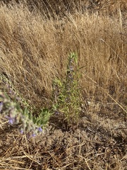Trichostema lanceolatum