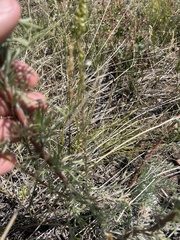 Artemisia campestris