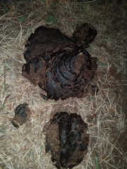 Syncerus caffer caffer