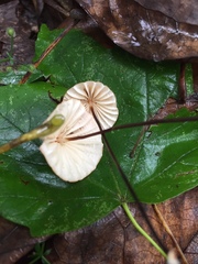 Marasmius