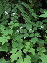 Vancouveria hexandra