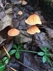 Marasmius