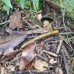 Anadenobolus monilicornis
