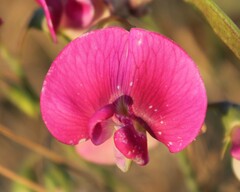 Lathyrus latifolius