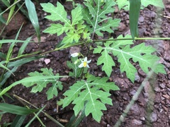 Solanum grayi