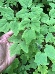 Vancouveria hexandra