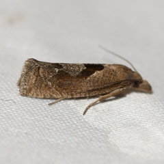 Pelochrista similiana