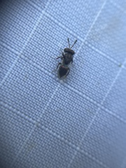 Pteromalidae