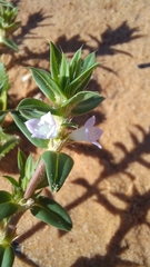 Hexasepalum apiculatum