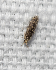 Hydroptilidae