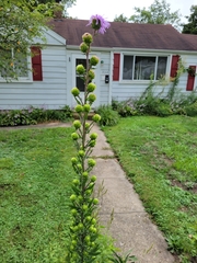 Liatris scariosa