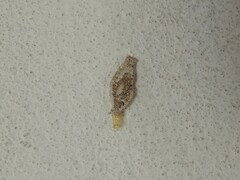 Phereoeca