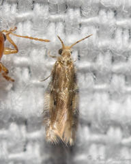 Hydroptilidae