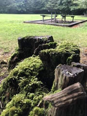 Callicladium imponens