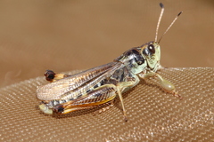 Gomphocerus sibiricus sibiricus