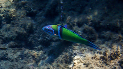 Thalassoma pavo