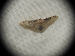 Idaea filicata
