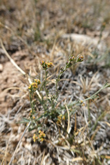 Bupleurum tenuissimum