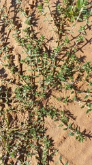 Hexasepalum apiculatum