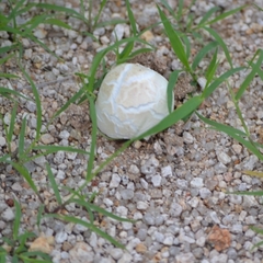 Agaricus deserticola