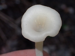 Crepidotus nyssicola