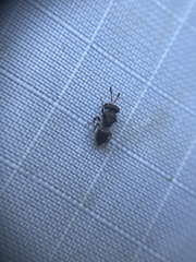 Pteromalidae