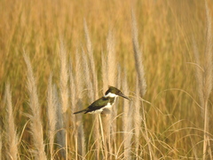 Chloroceryle amazona