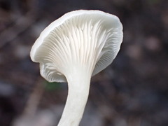 Crepidotus nyssicola