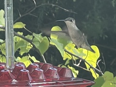 Archilochus colubris