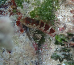 Malacoctenus triangulatus