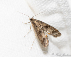 Parapoynx obscuralis