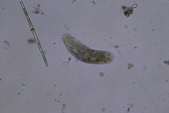 Ciliophora