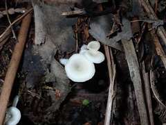 Crepidotus nyssicola