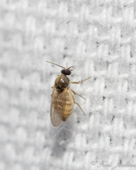 Ceratopogonidae