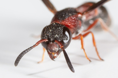 Leptochilus acolhuus