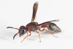 Leptochilus acolhuus