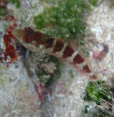 Malacoctenus triangulatus