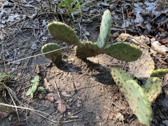 Opuntia macrorhiza