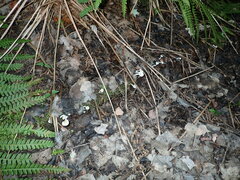 Crepidotus nyssicola