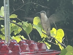 Archilochus colubris