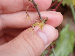 Eulophia graminea