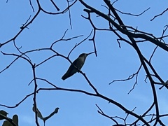 Archilochus colubris