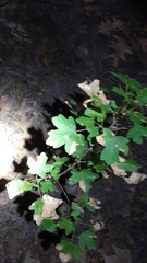 Sapindaceae