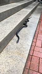 Pantherophis alleghaniensis