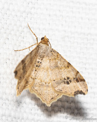 Macaria aemulataria