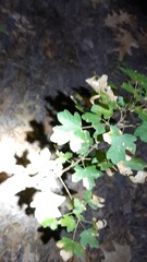 Sapindaceae