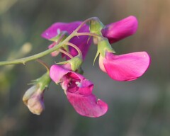 Lathyrus latifolius