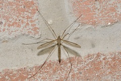 Tipula