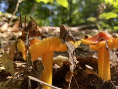 Hygrocybe punicea