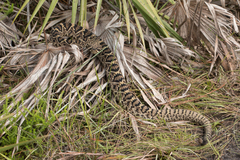 Crotalus adamanteus